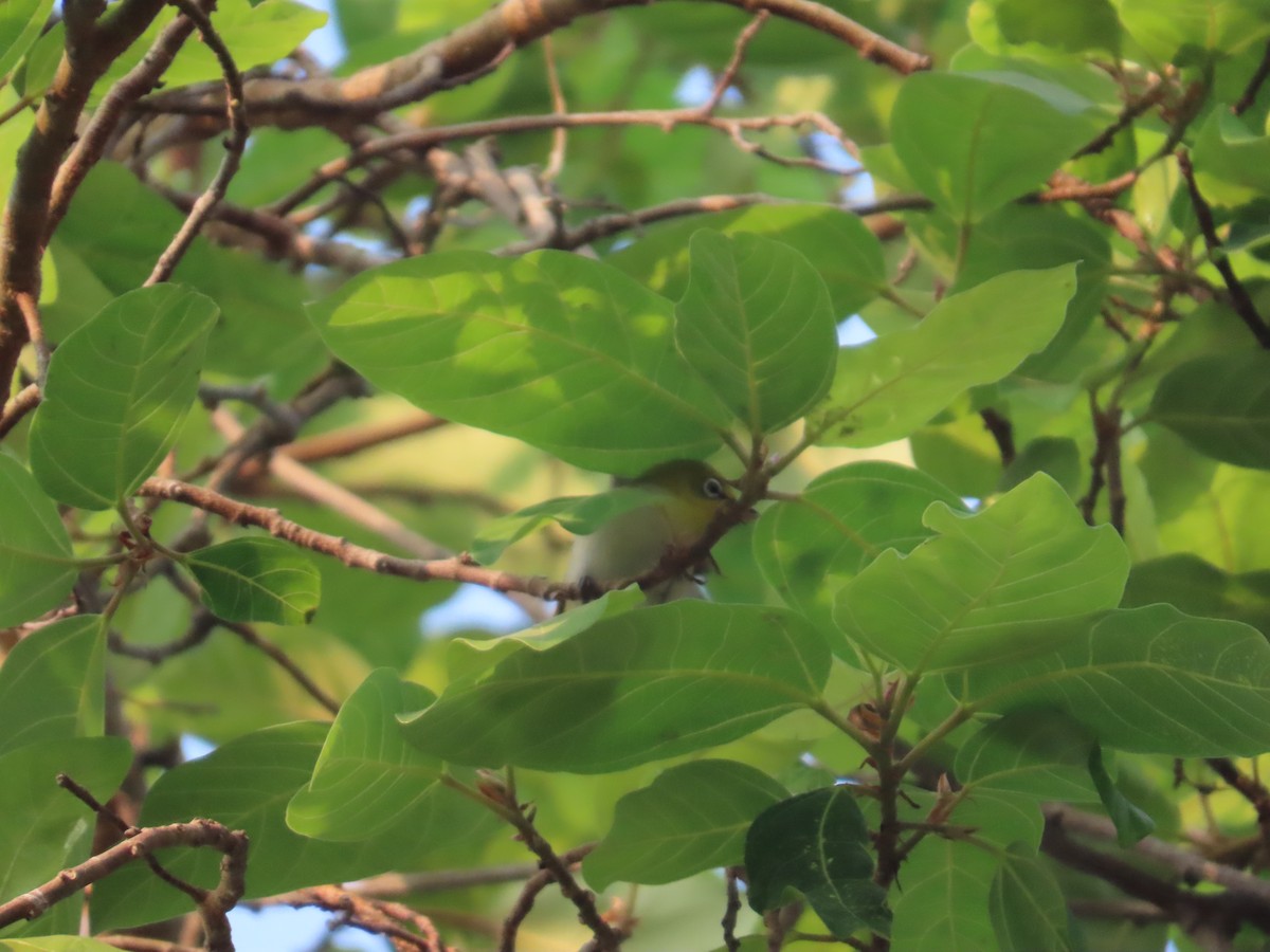 Indian White-eye - ML646031637