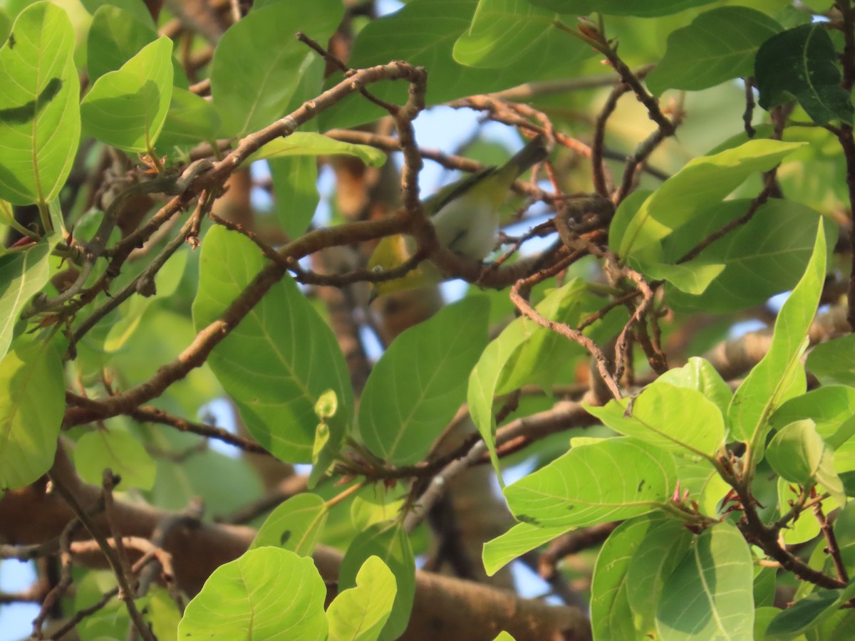 Indian White-eye - ML646031638