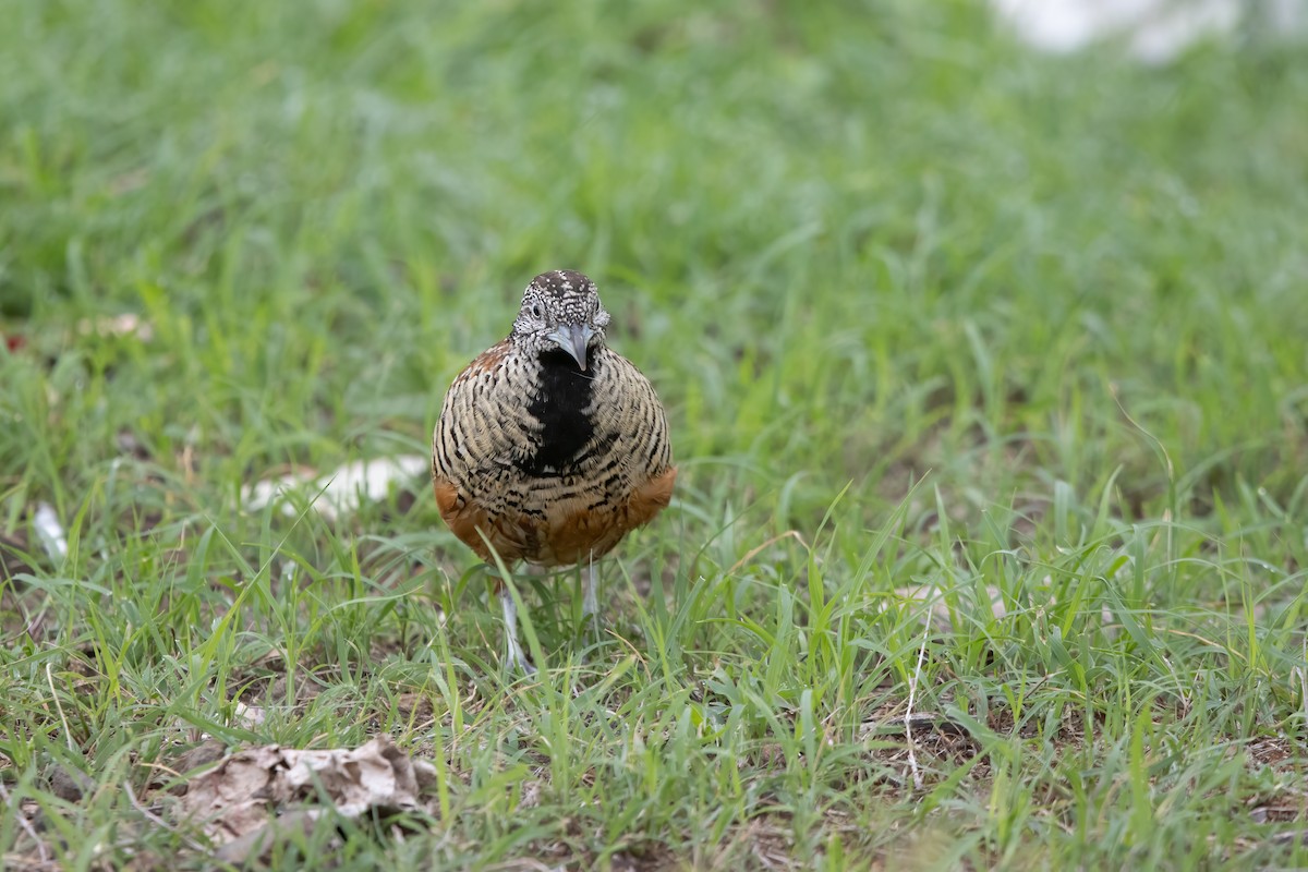 Barred Buttonquail - ML646031640