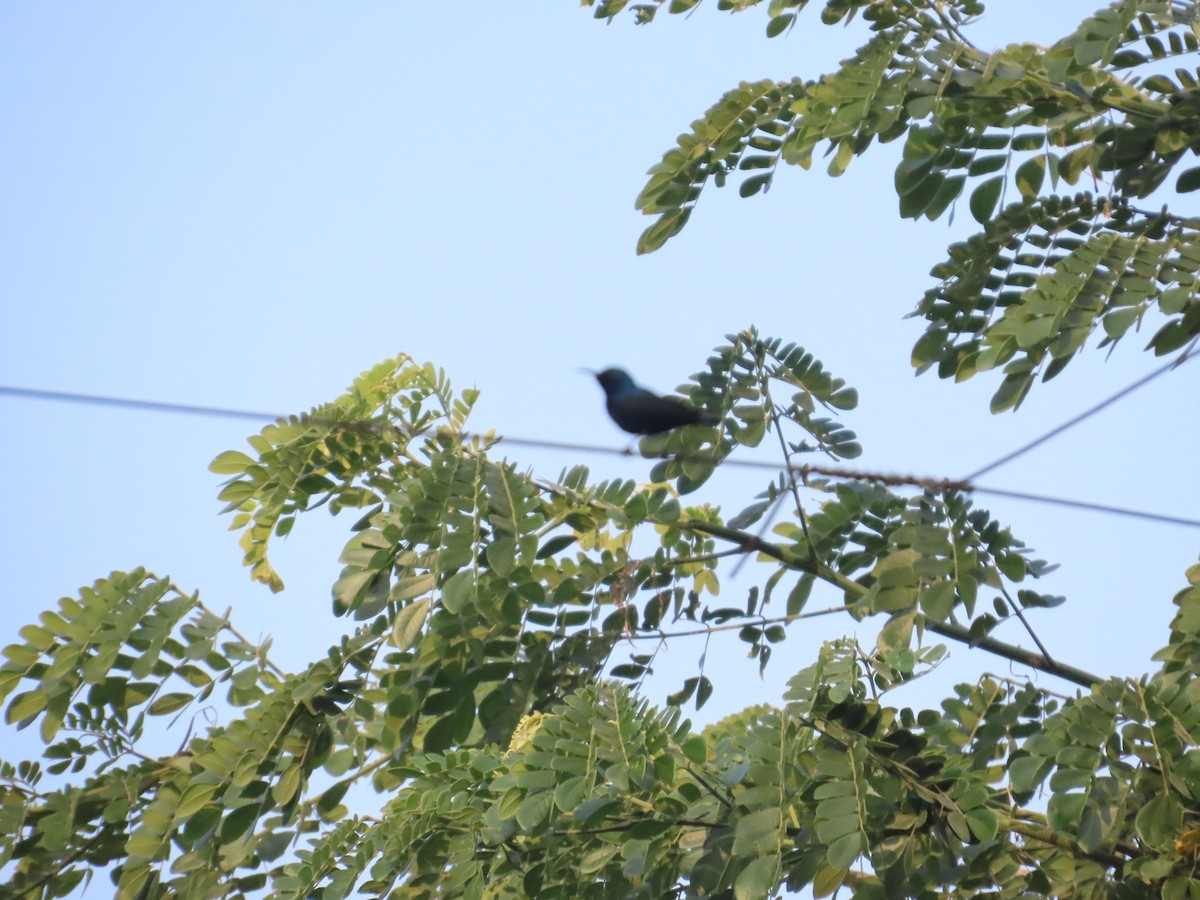 Purple Sunbird - ML646031641