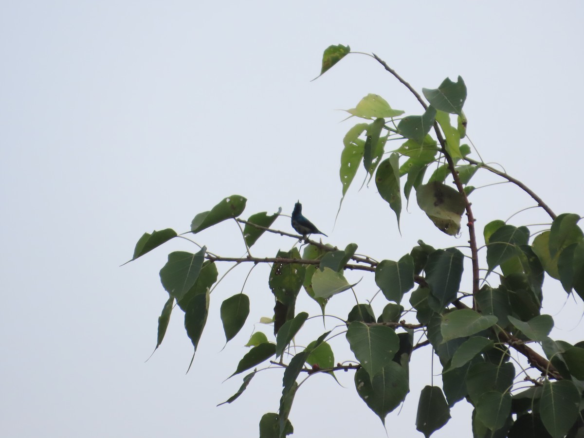 Purple Sunbird - ML646031642