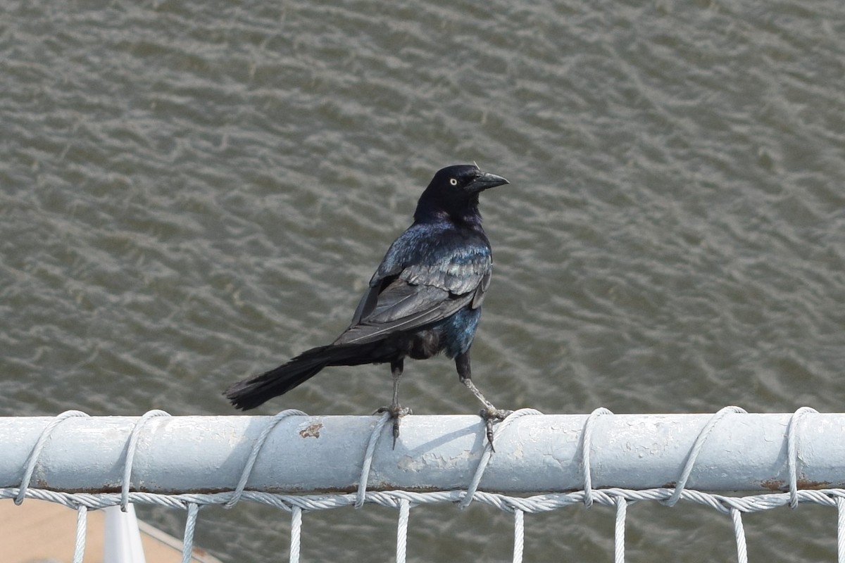 Boat-tailed Grackle - ML646031643