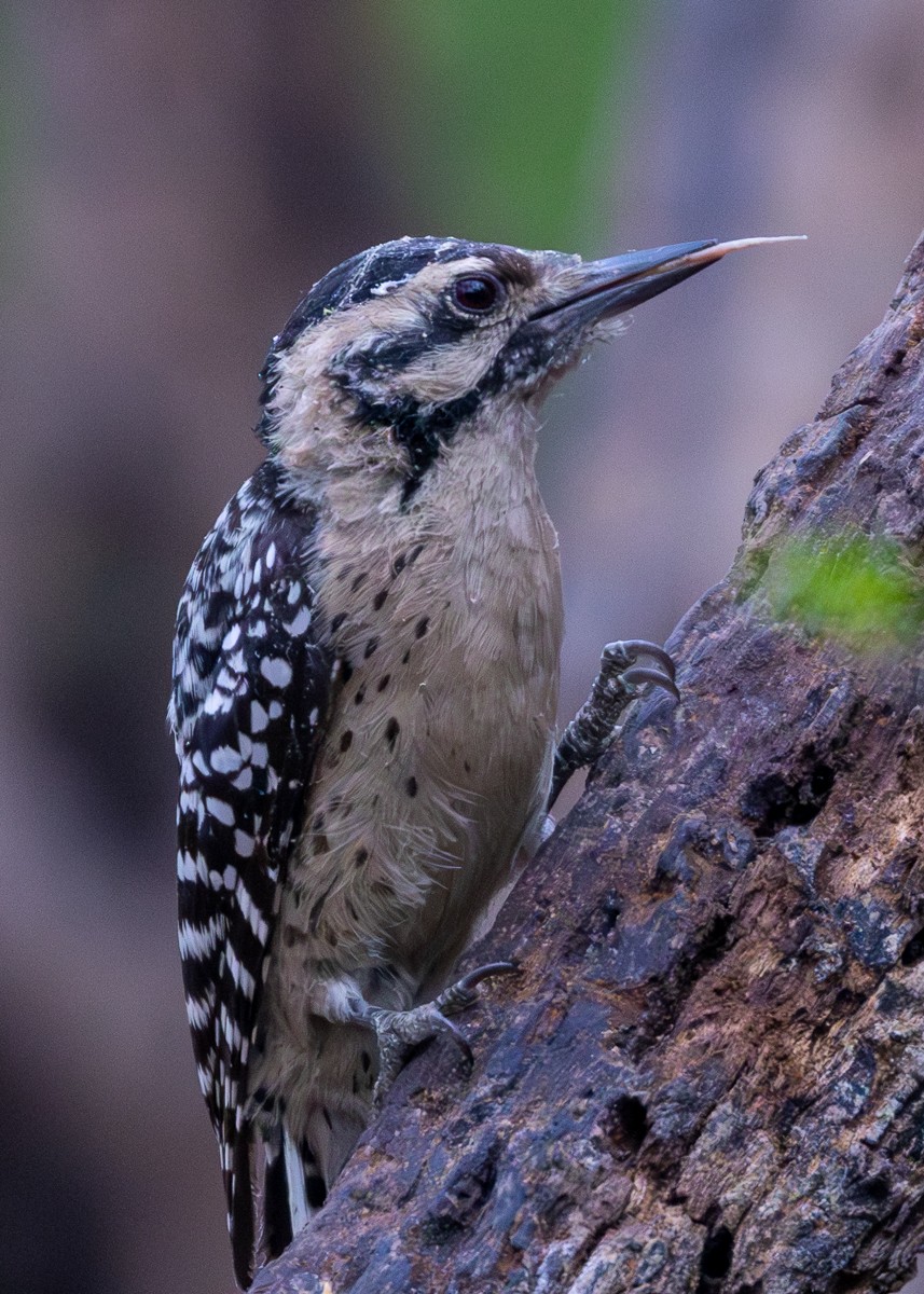 Ladder-backed Woodpecker - ML646031644