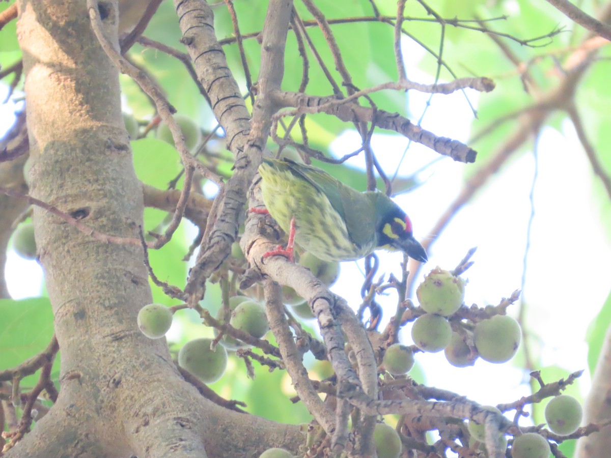 Coppersmith Barbet - ML646031645