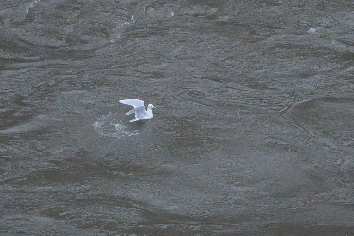 Glaucous Gull - ML646031649