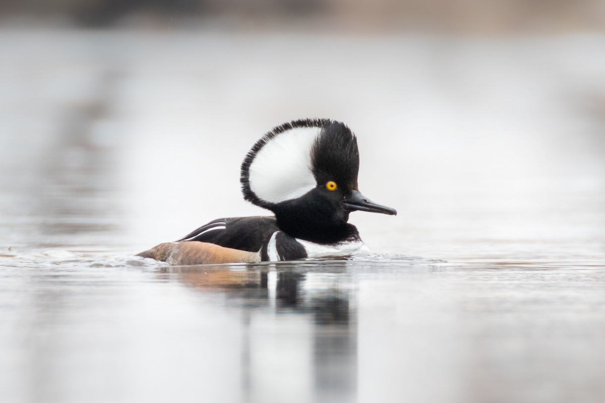 Hooded Merganser - ML646031650