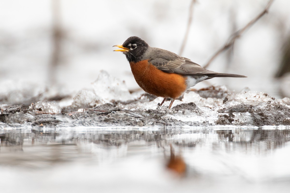 American Robin - ML646031651