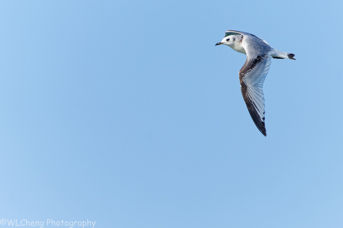 Black-legged Kittiwake - ML646031653