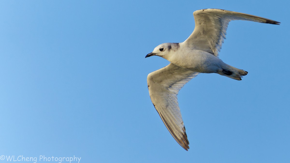Black-legged Kittiwake - ML646031654