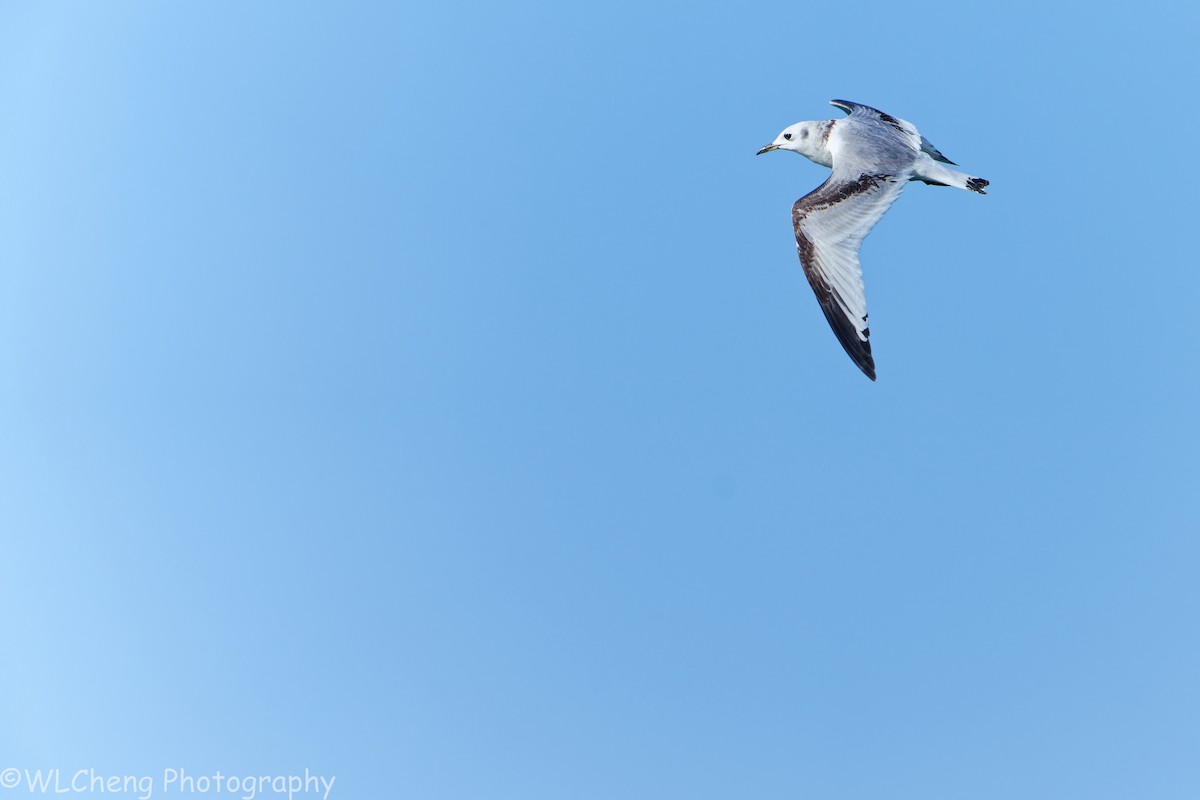 Black-legged Kittiwake - ML646031655