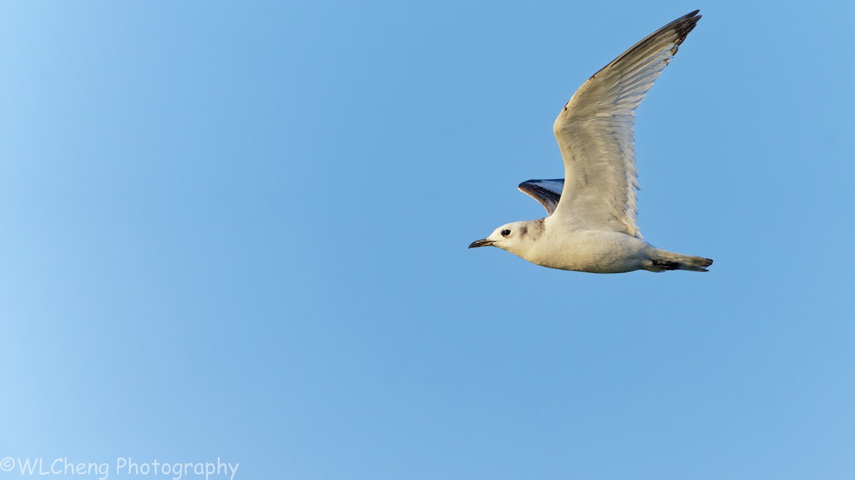 Black-legged Kittiwake - ML646031656