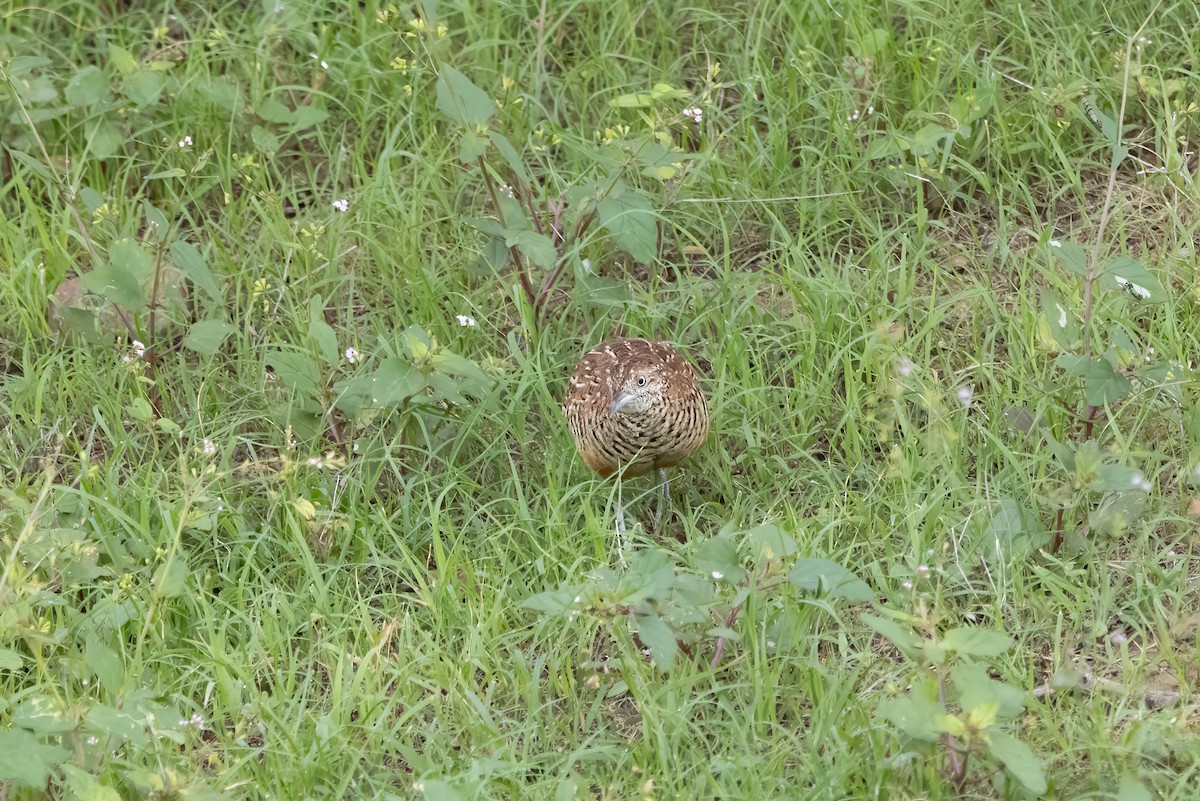 Barred Buttonquail - ML646031657