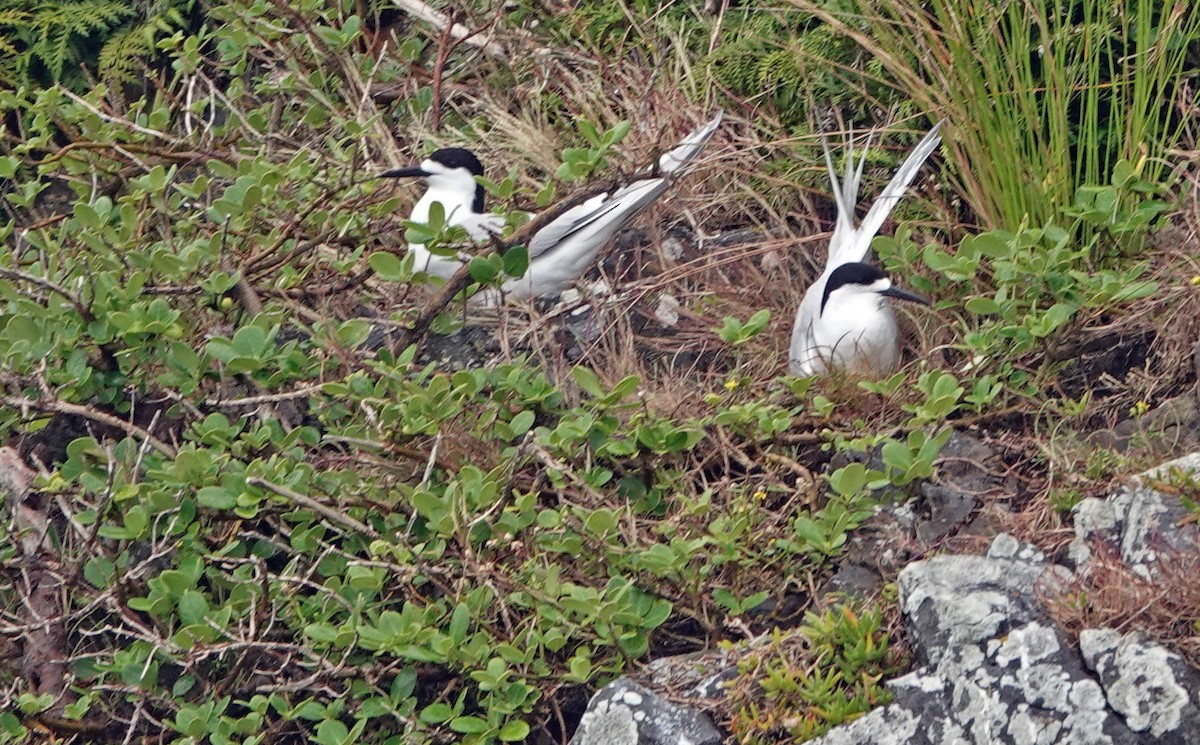 White-fronted Tern - ML646031658