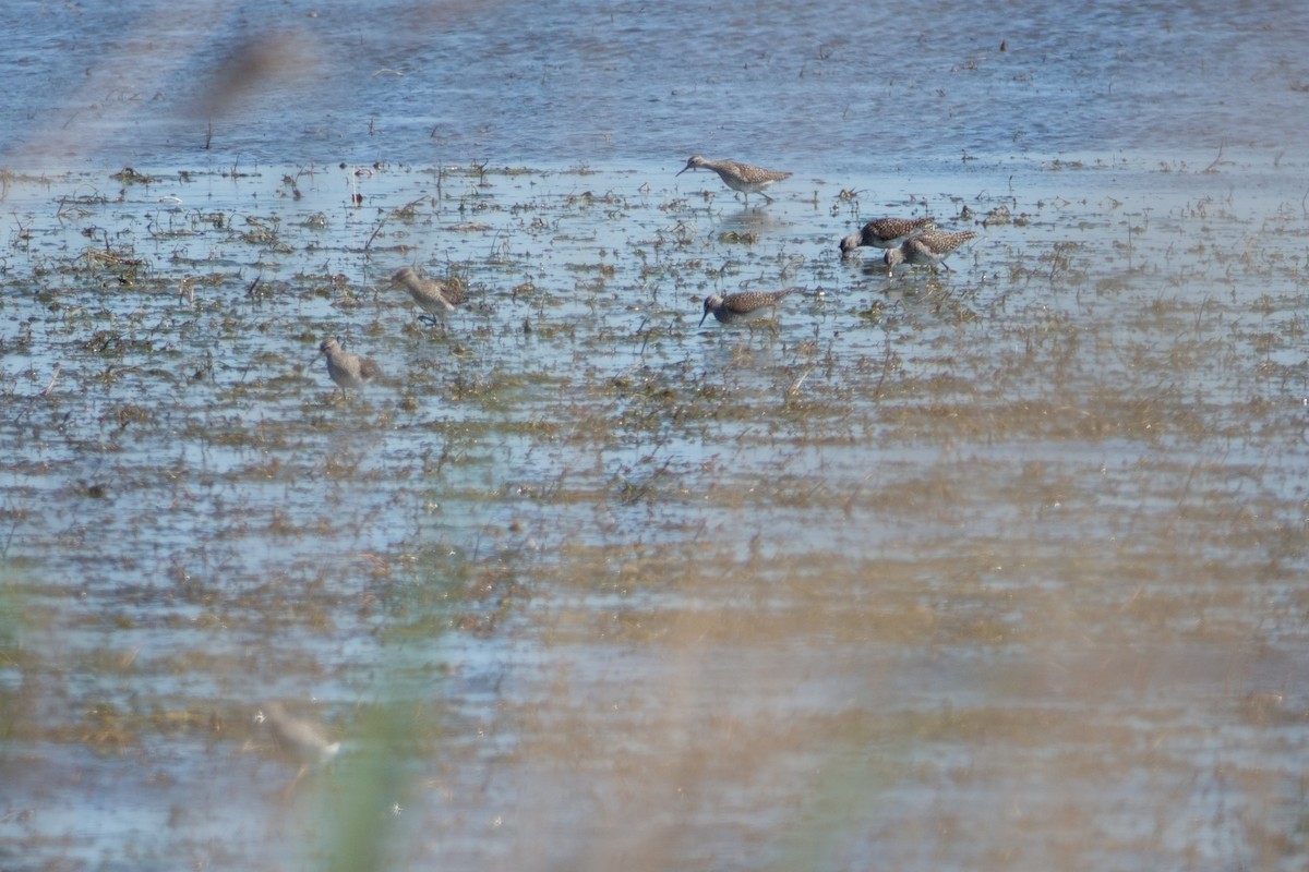 Wood Sandpiper - ML646031661