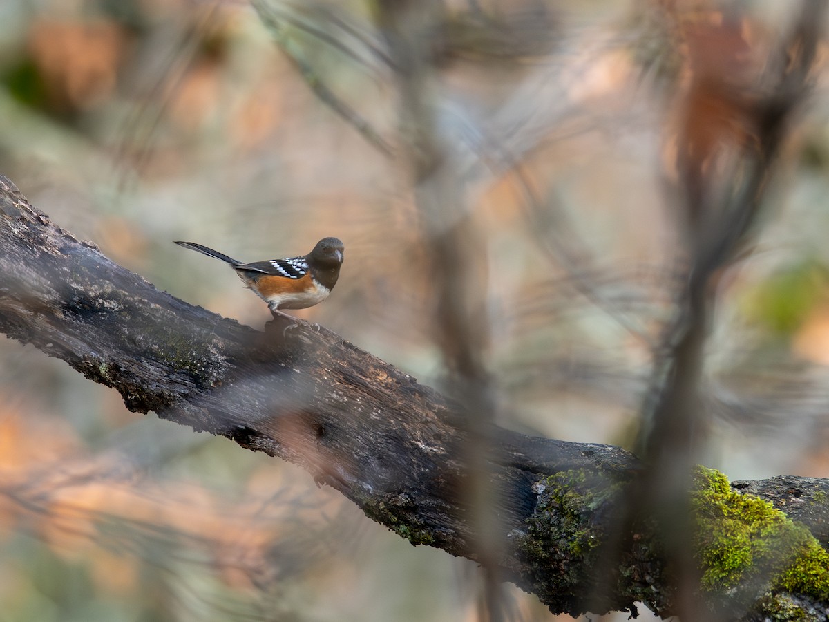 Spotted Towhee - ML646031662