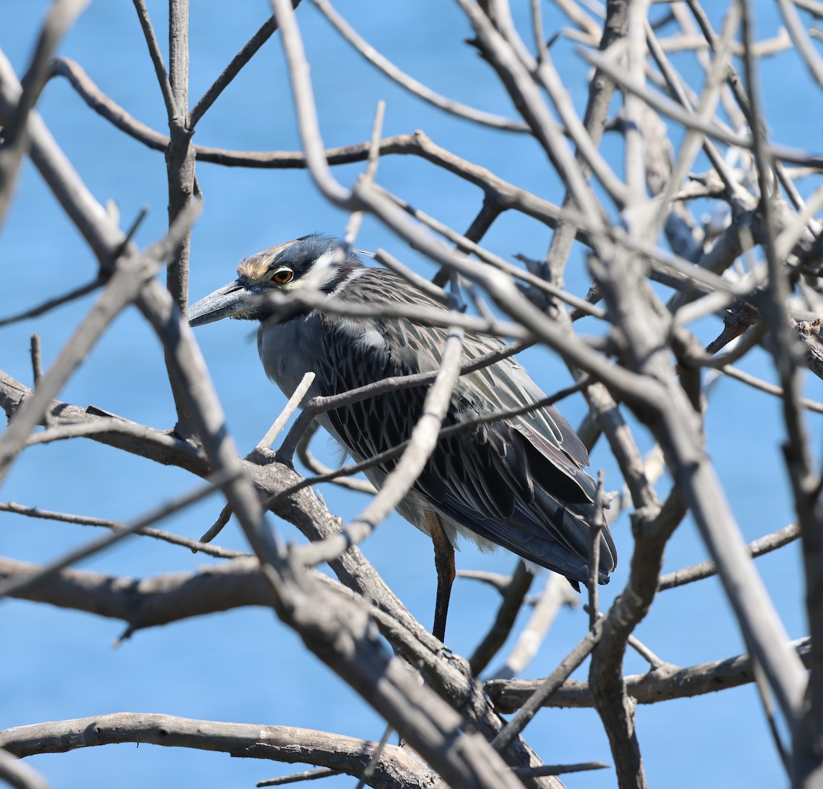 Yellow-crowned Night Heron - ML646031664