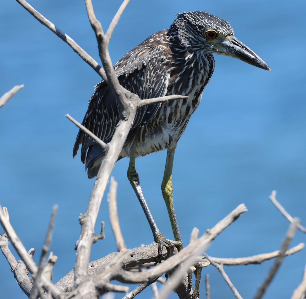 Yellow-crowned Night Heron - ML646031665