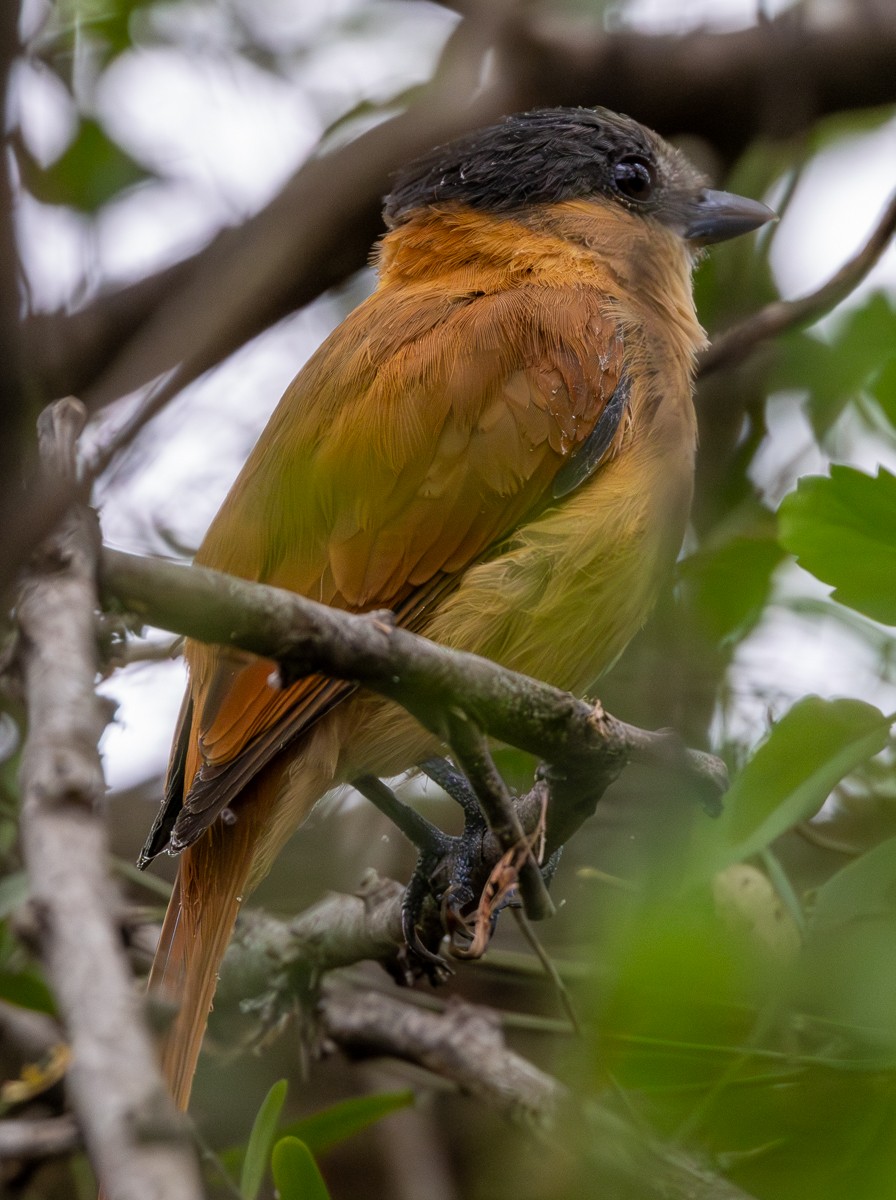 Rose-throated Becard - ML646031666