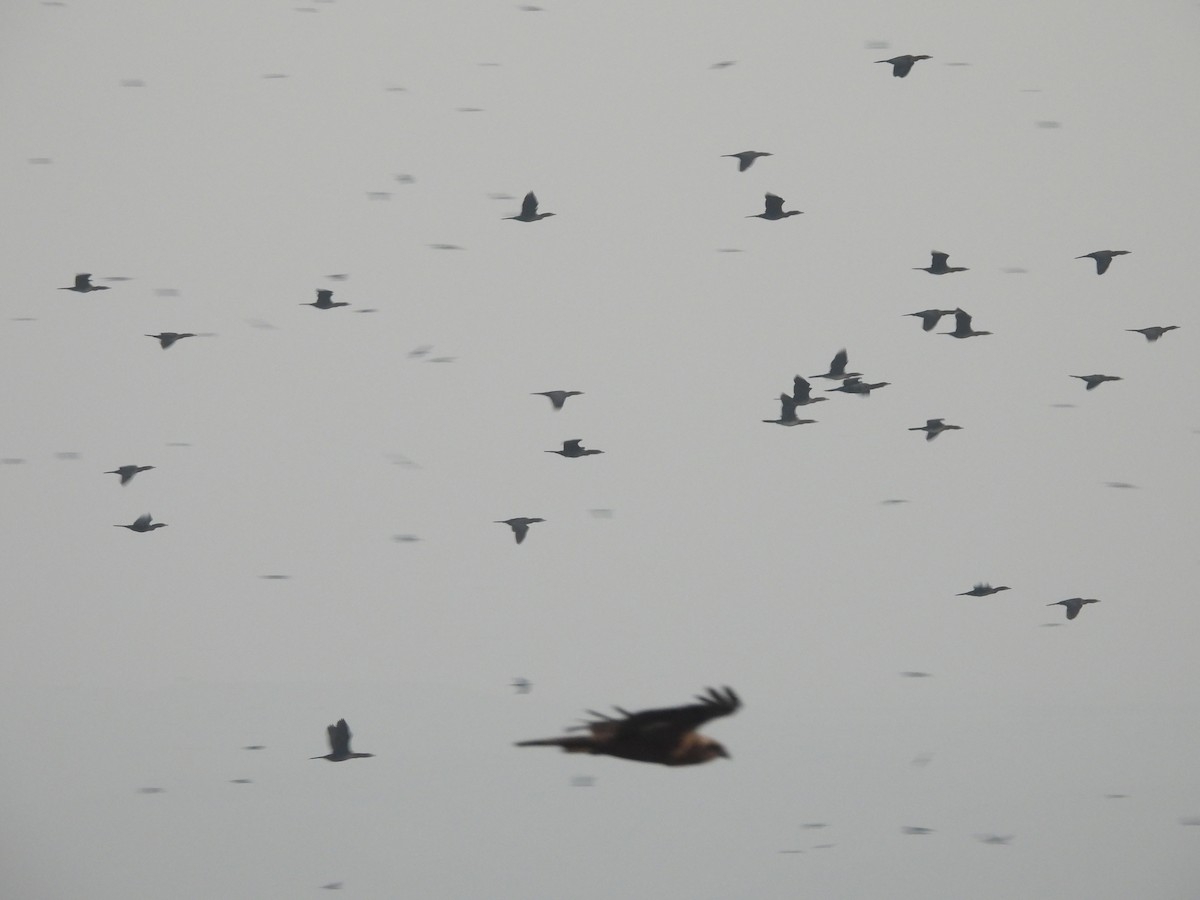 Pygmy Cormorant - ML646031668