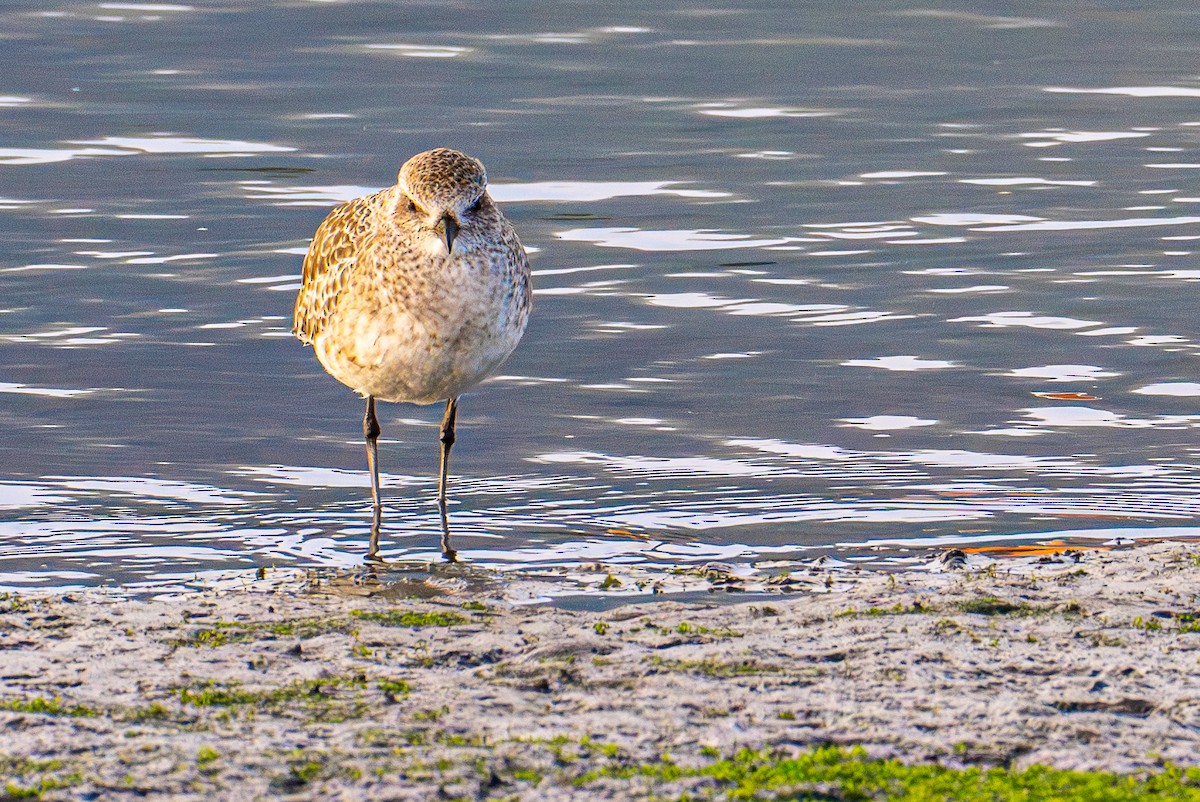 ダイゼン - ML646031669