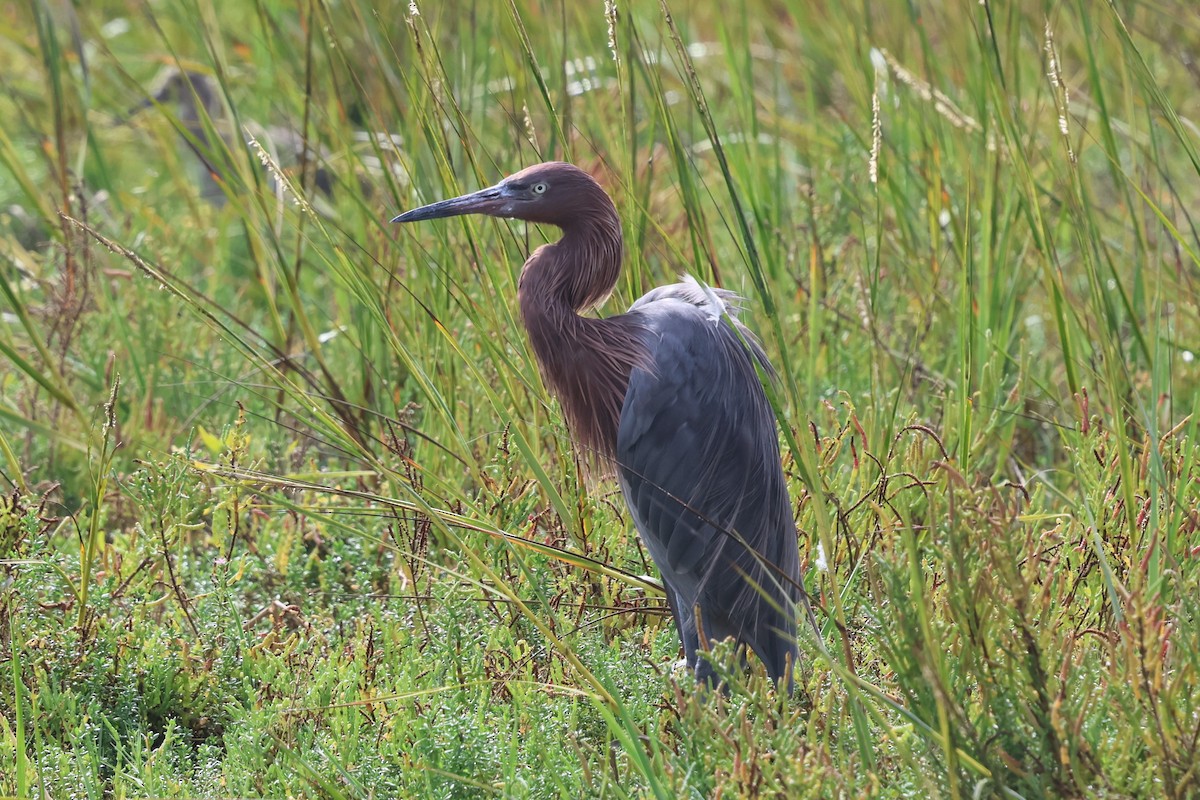 Reddish Egret - ML646031670