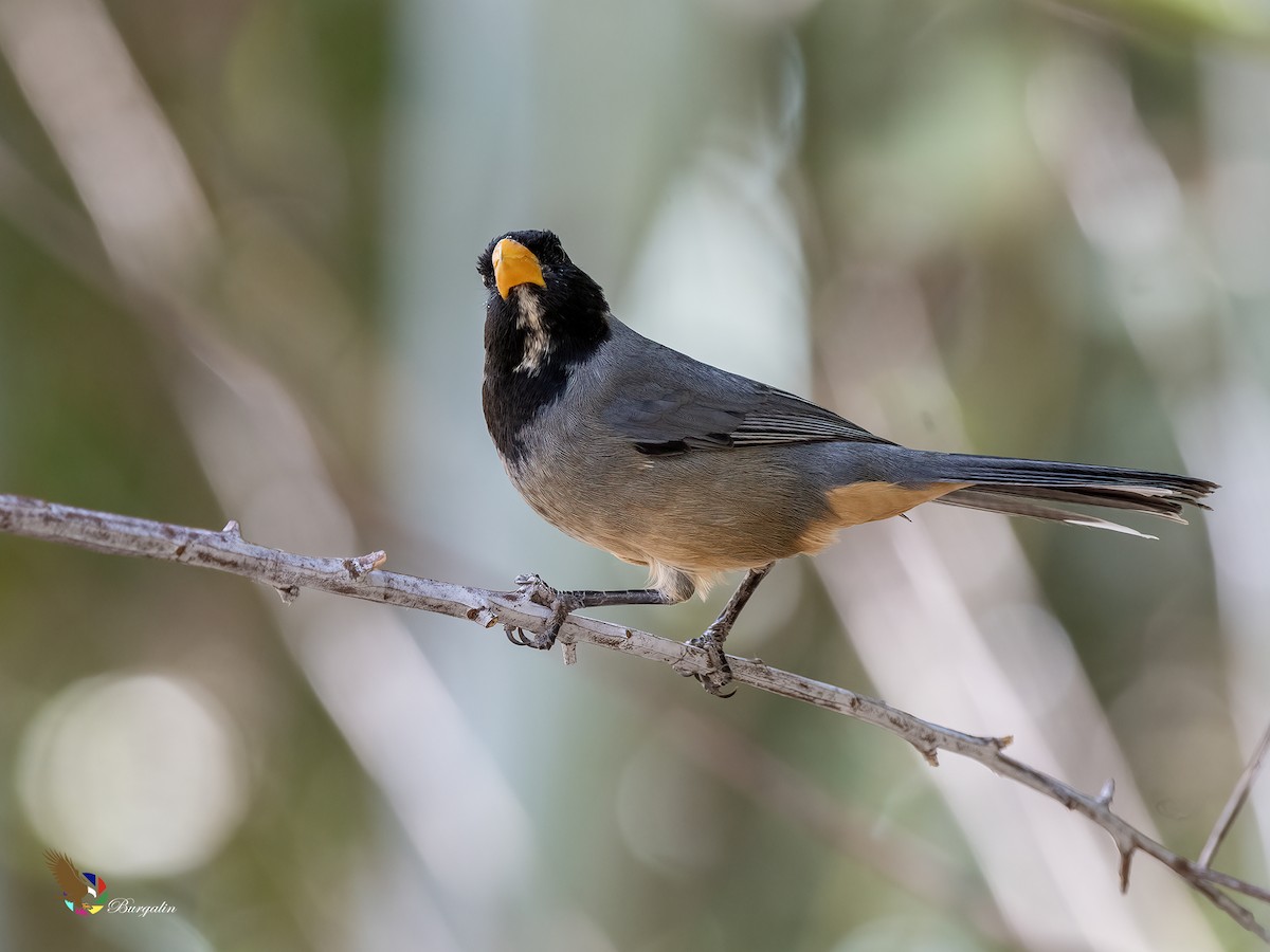 Golden-billed Saltator - ML646031671