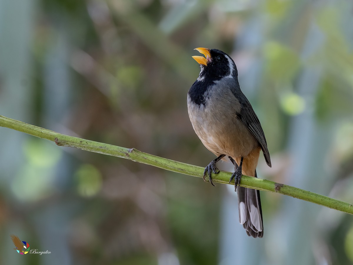 Golden-billed Saltator - ML646031672