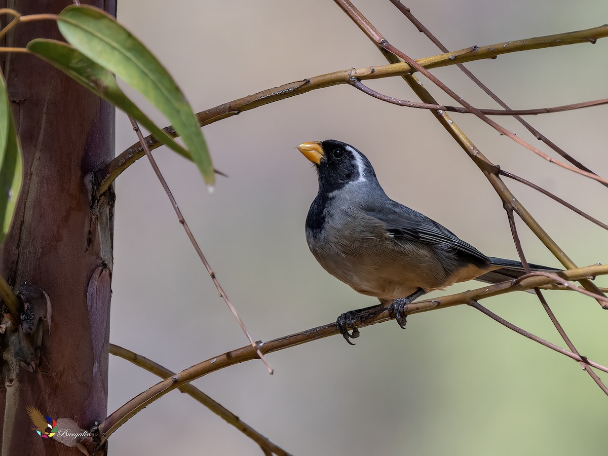 Golden-billed Saltator - ML646031673