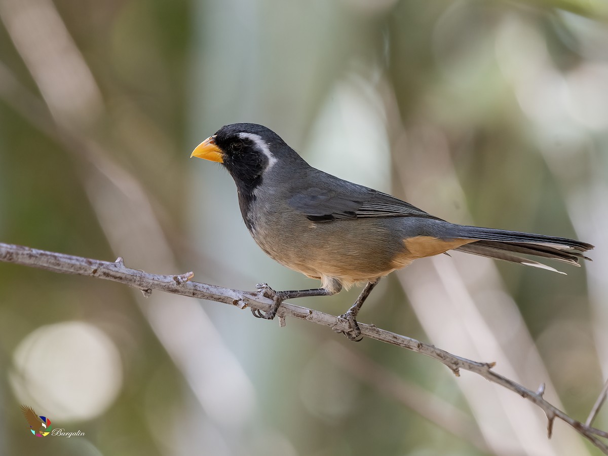 Golden-billed Saltator - ML646031674