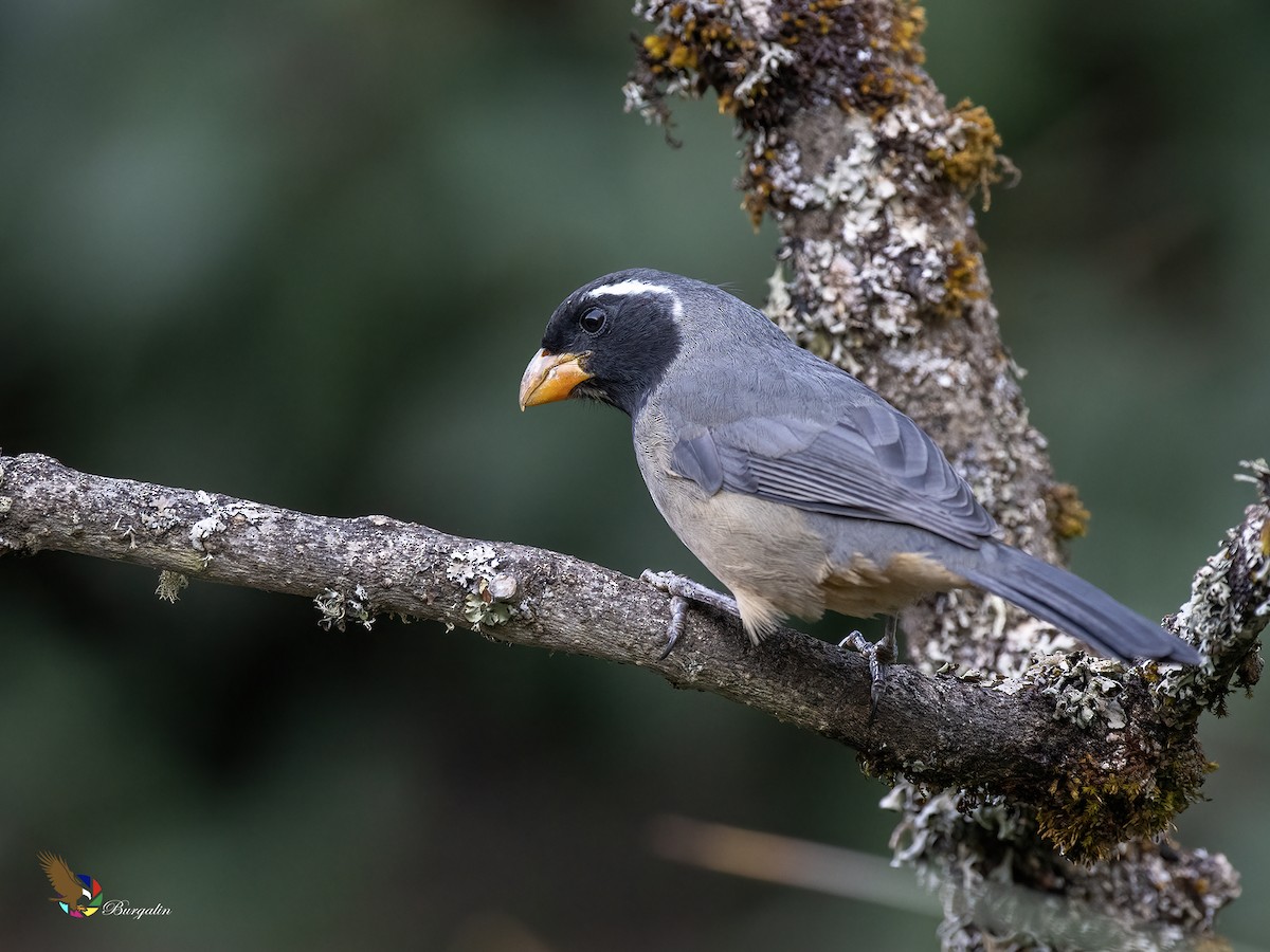 Golden-billed Saltator - ML646031675