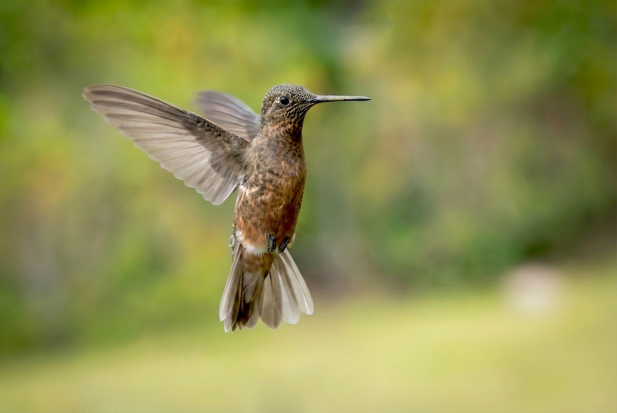 kjempekolibri - ML646031678