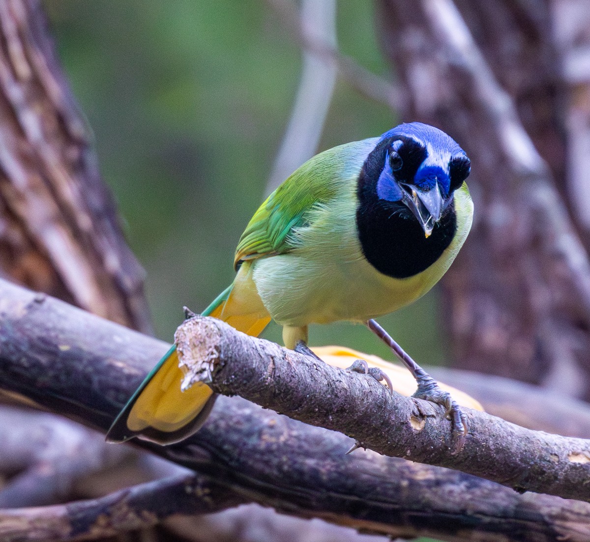 sojka zelenavá - ML646031679