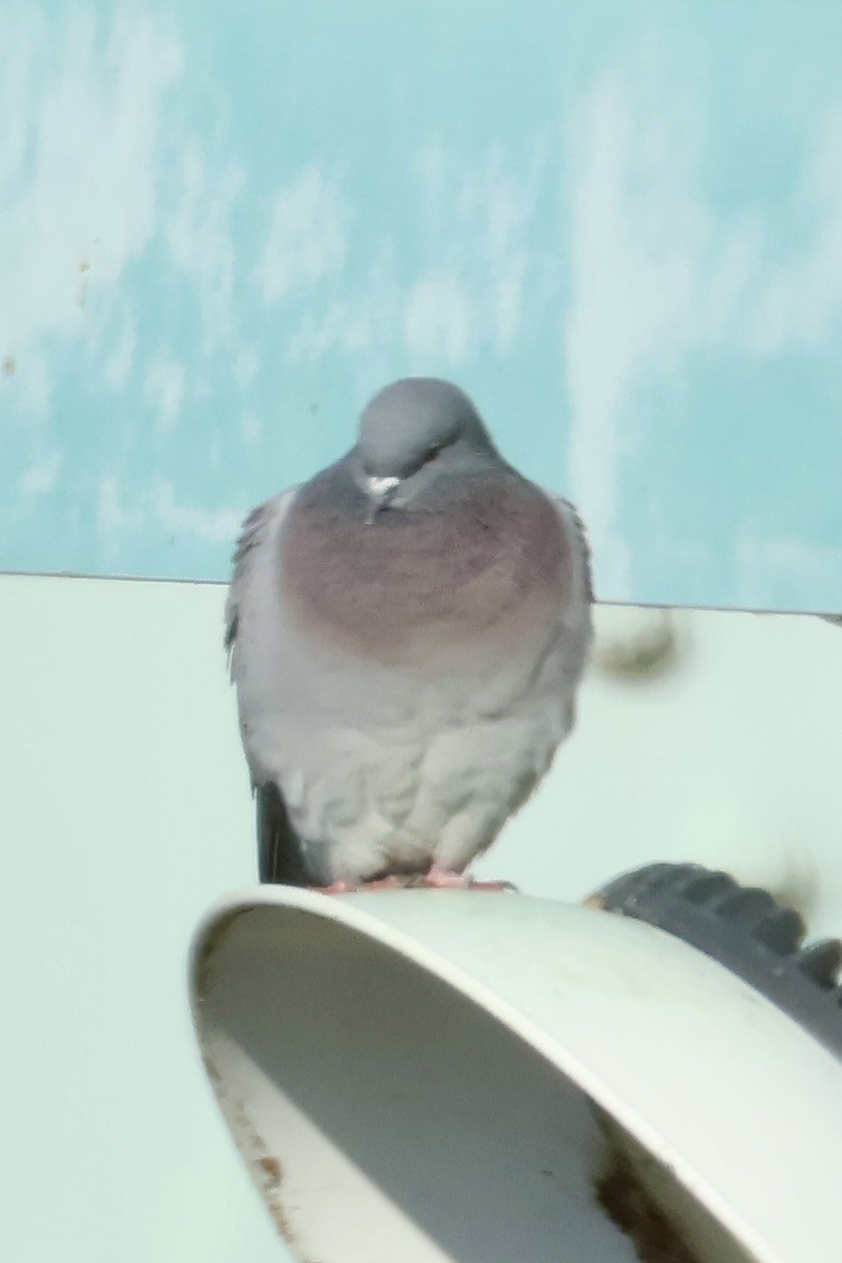 Hill Pigeon - ML646031681