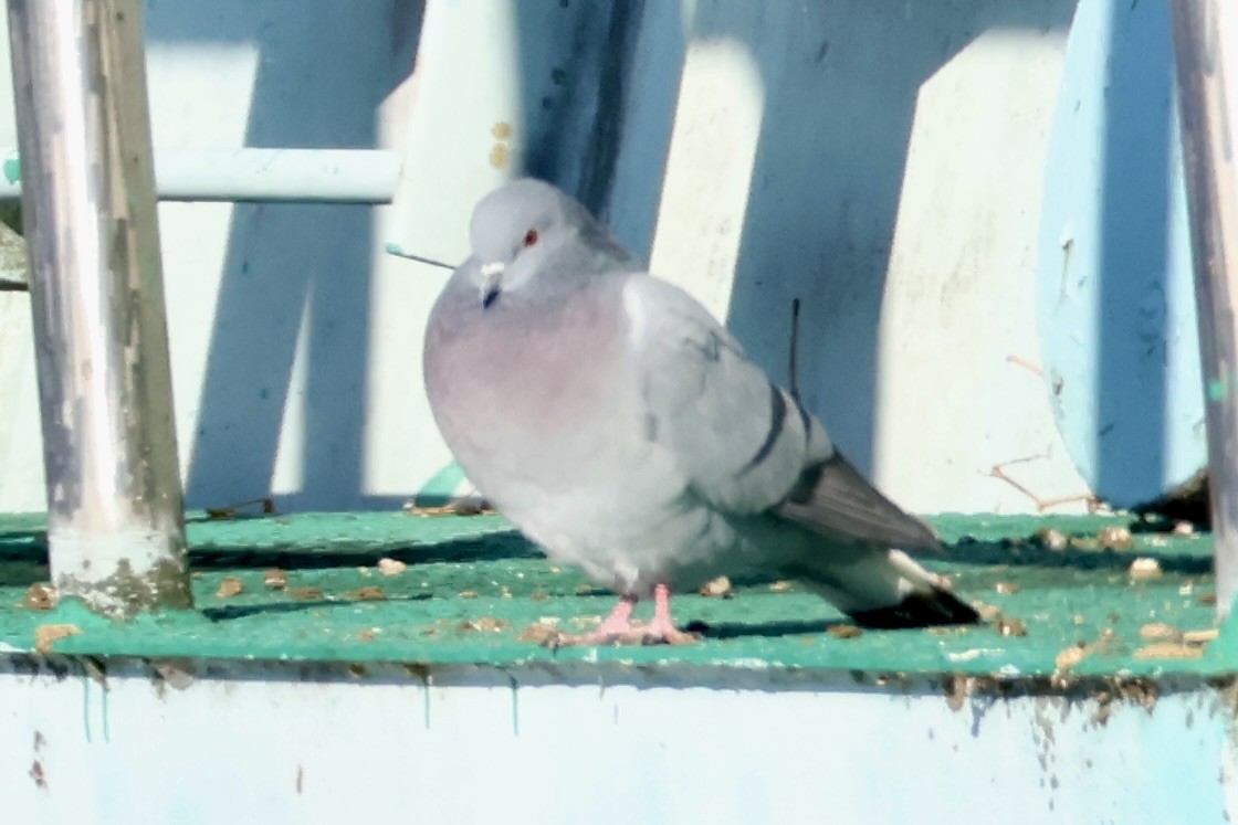Hill Pigeon - ML646031682