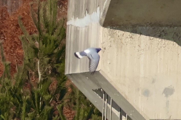 Hill Pigeon - ML646031683