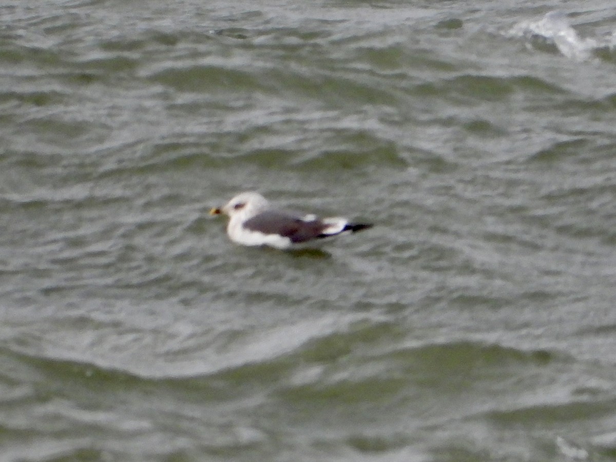 Zafferano - ML646031689