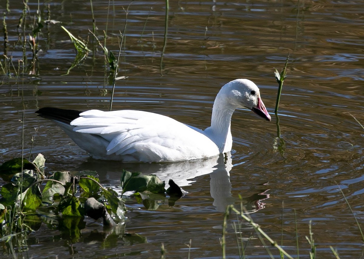 Snow Goose - ML646031690