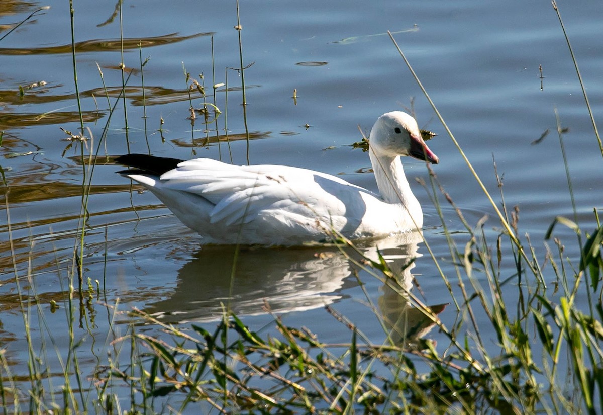 Snow Goose - ML646031691