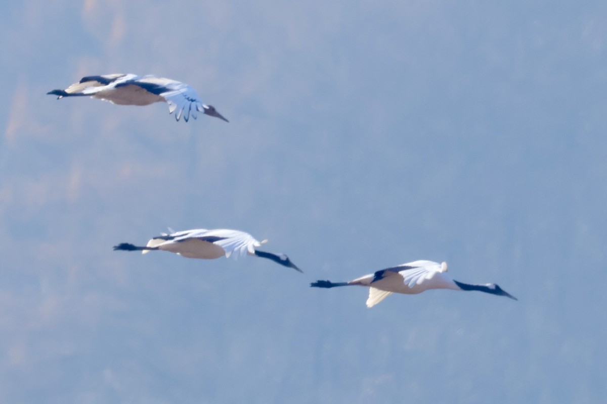 Red-crowned Crane - ML646031692