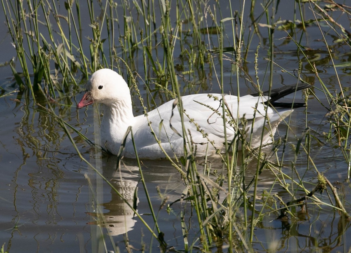 Ross's Goose - ML646031693