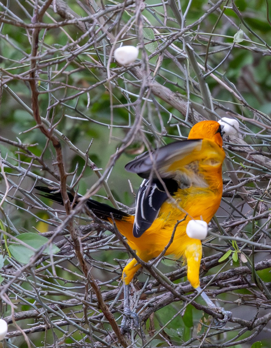 Altamira Oriole - ML646031694
