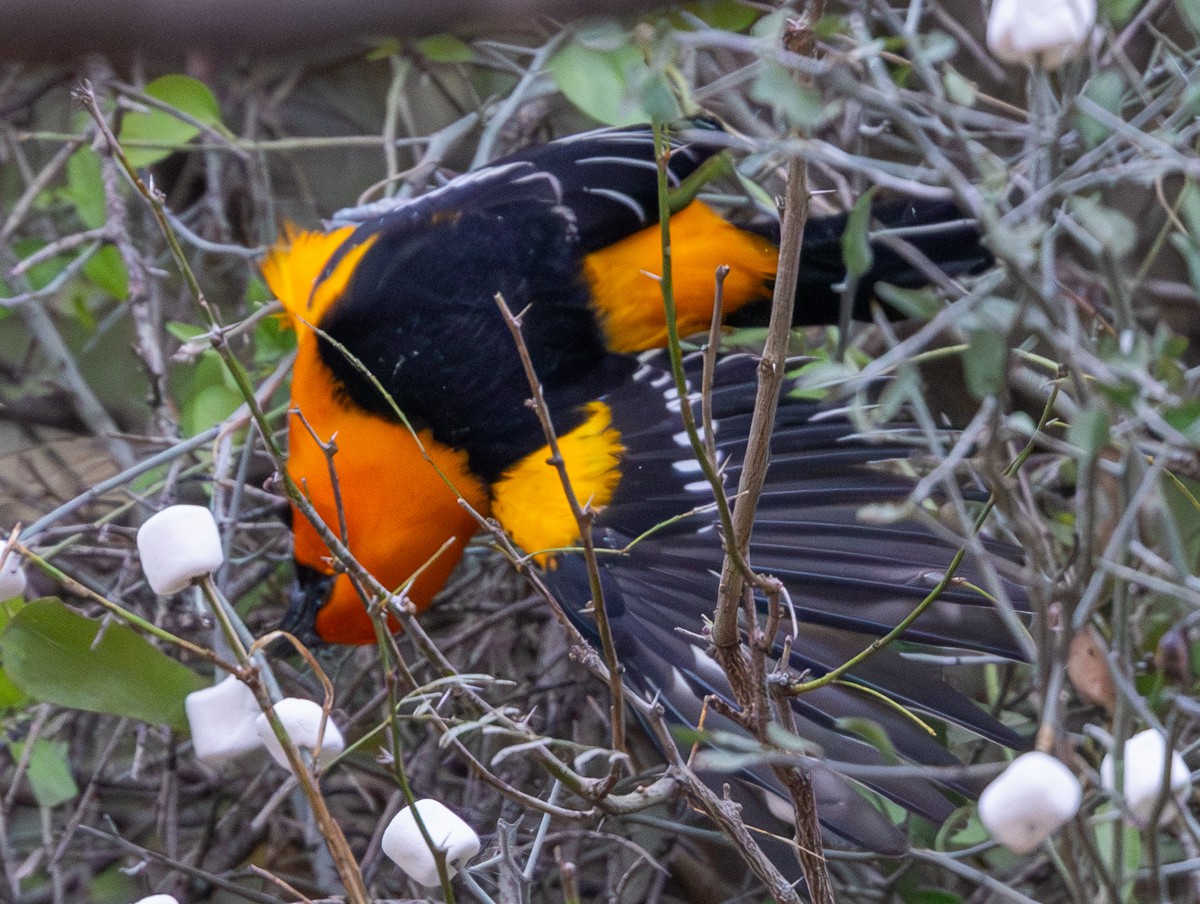 Altamira Oriole - ML646031696