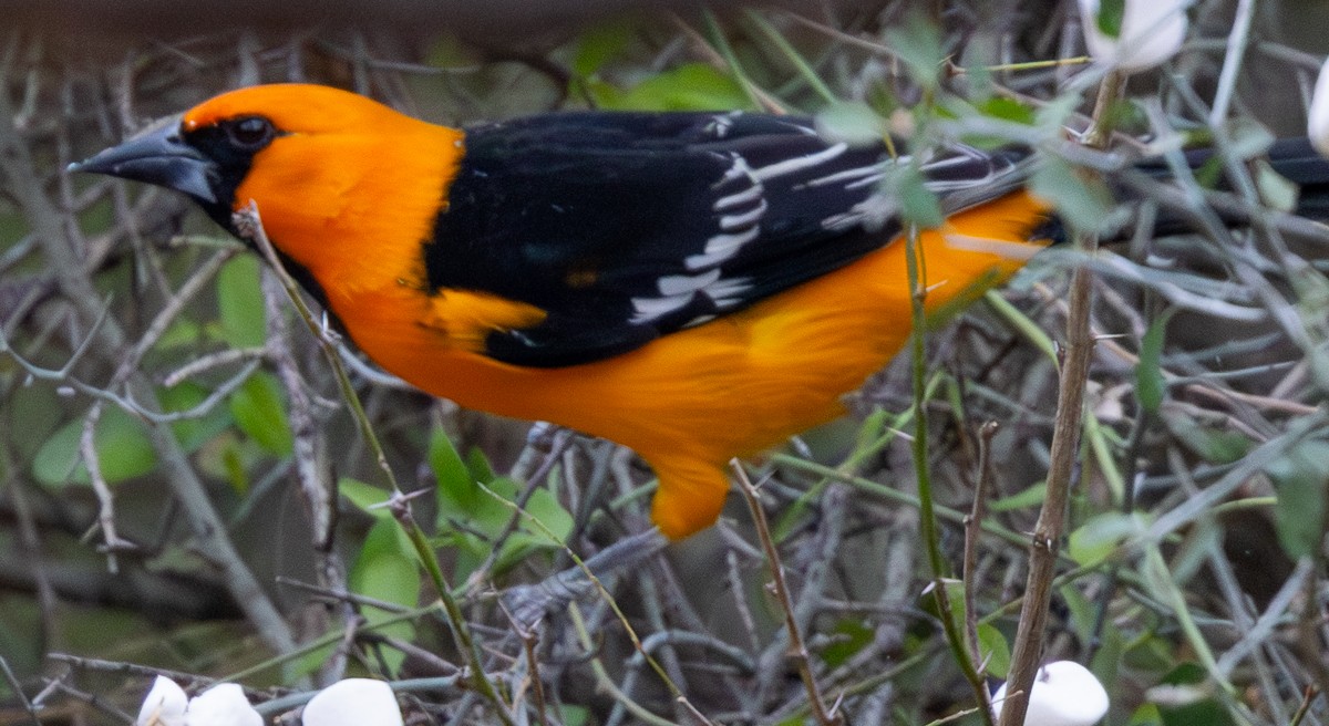 Altamira Oriole - ML646031698