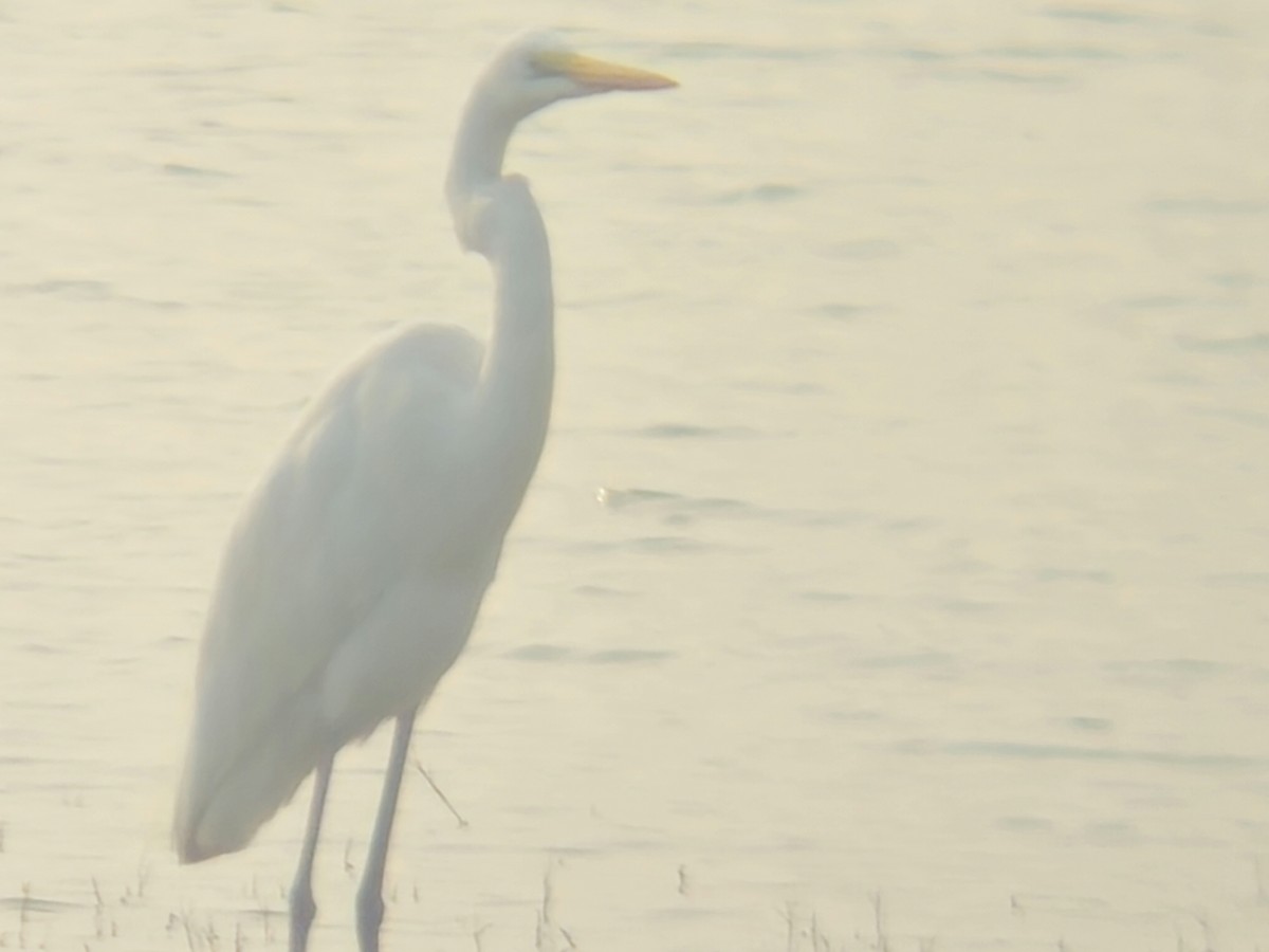 Silberreiher - ML646031704