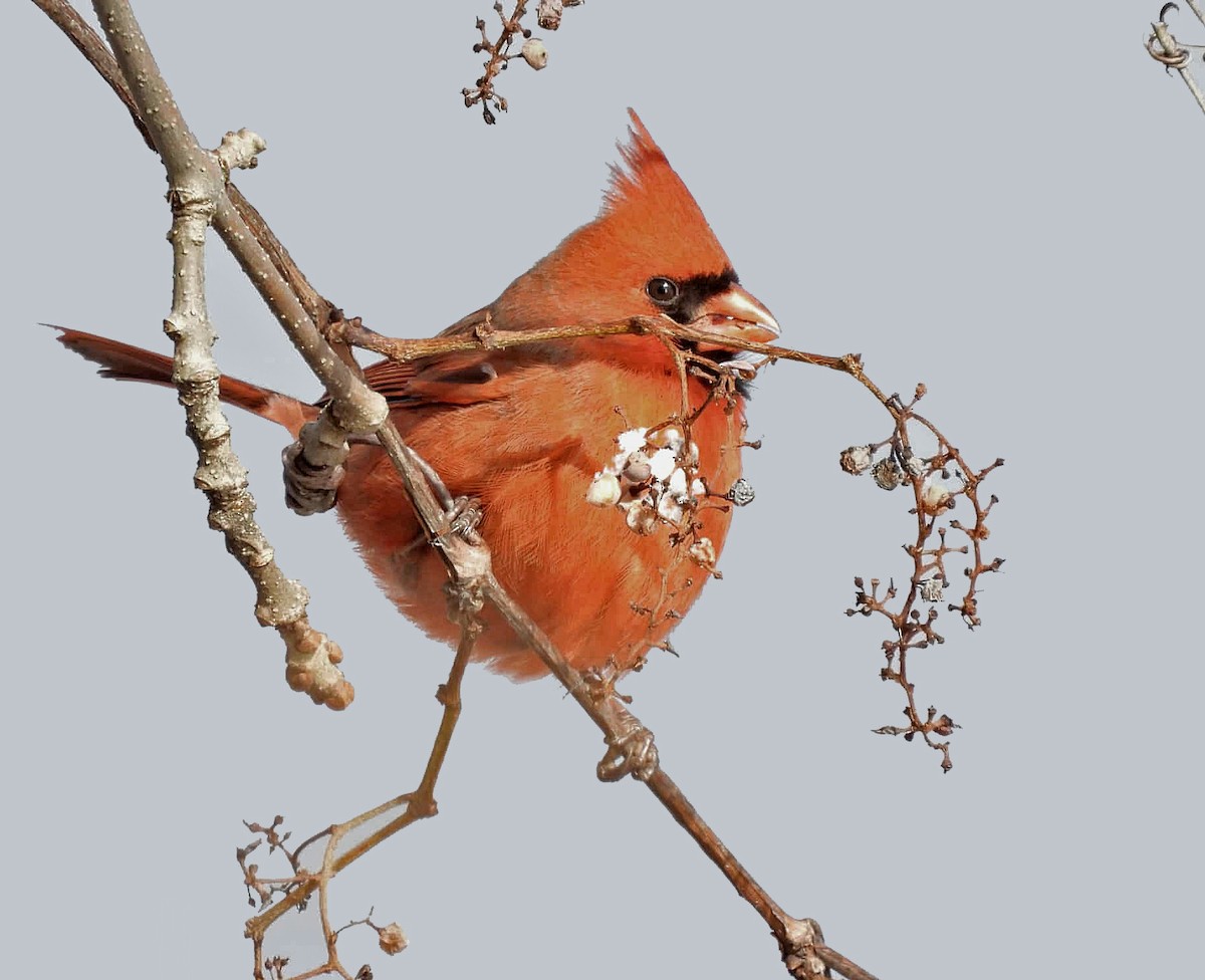 Rotkardinal - ML646031706