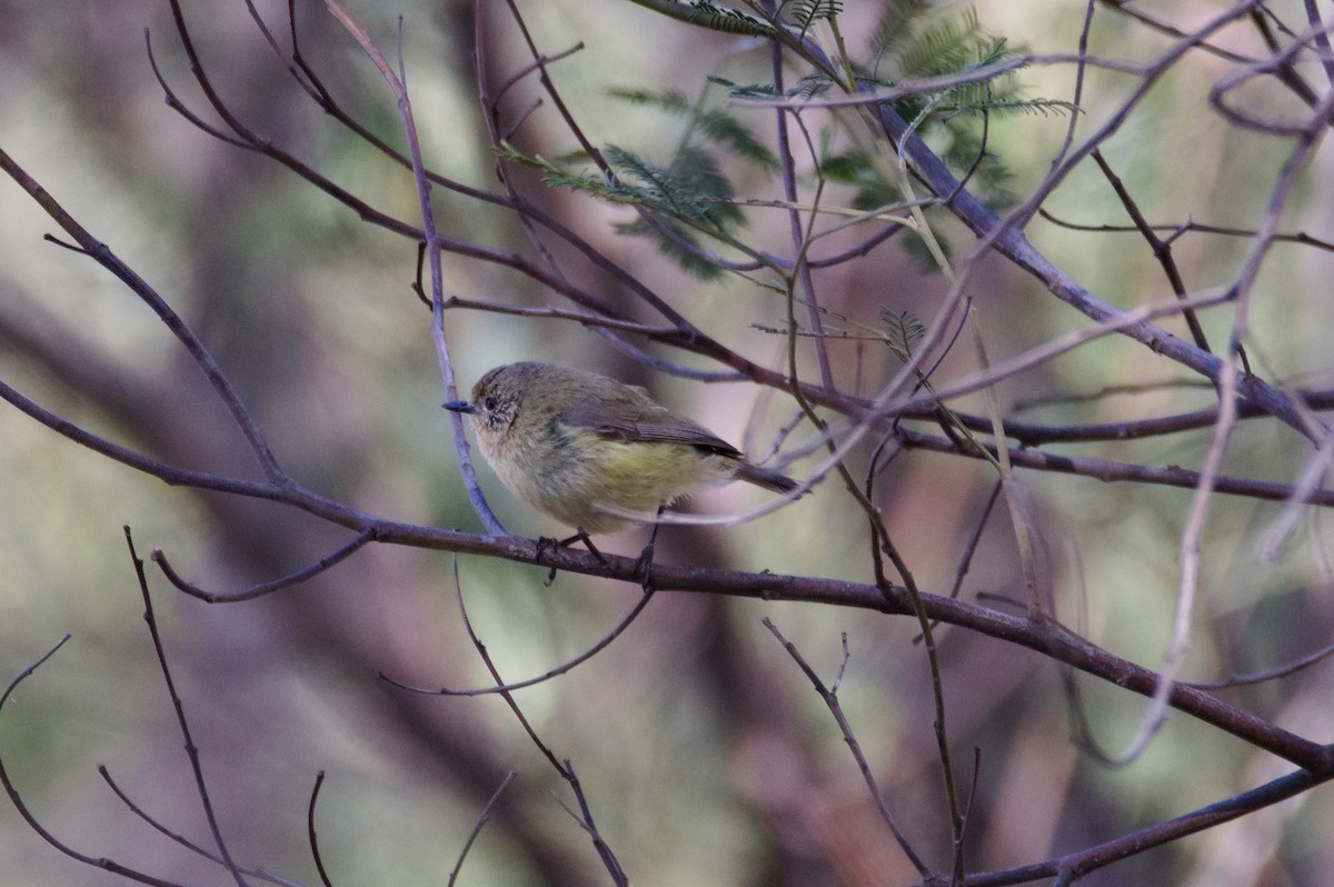 Gelbbauch-Dornschnabel - ML646031709