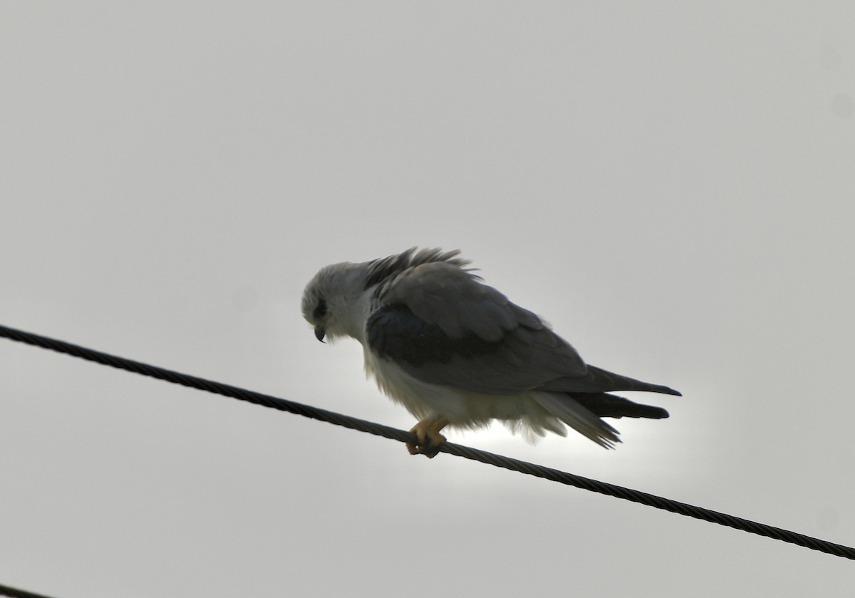 Gleitaar - ML646031710