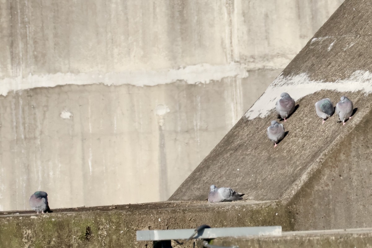 Klippentaube - ML646031711