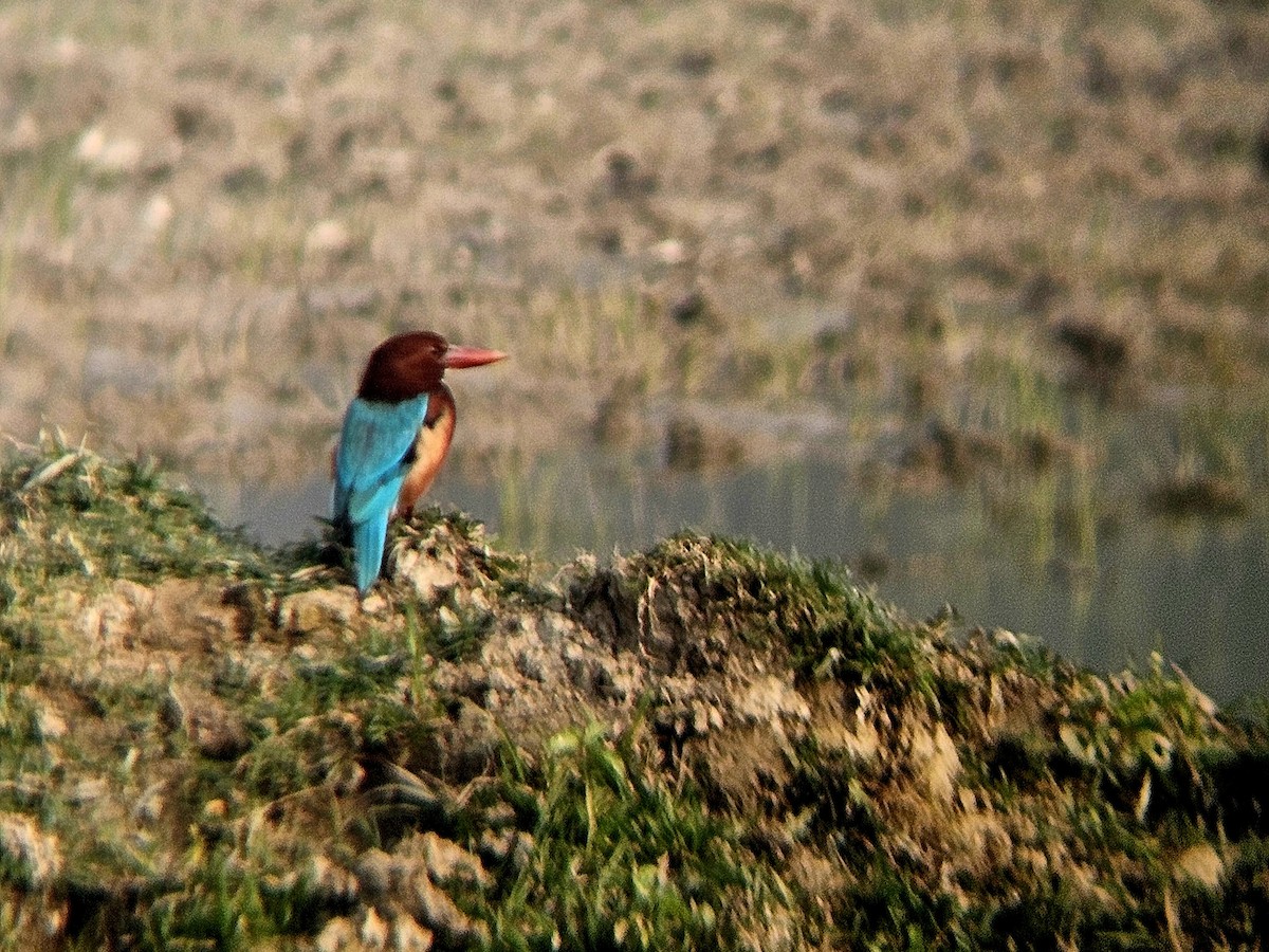 Braunliest - ML646031714