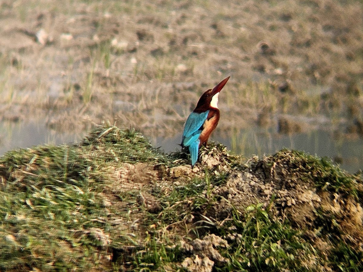 Braunliest - ML646031715